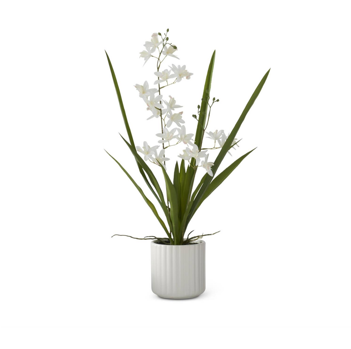 Ashmere Orchid