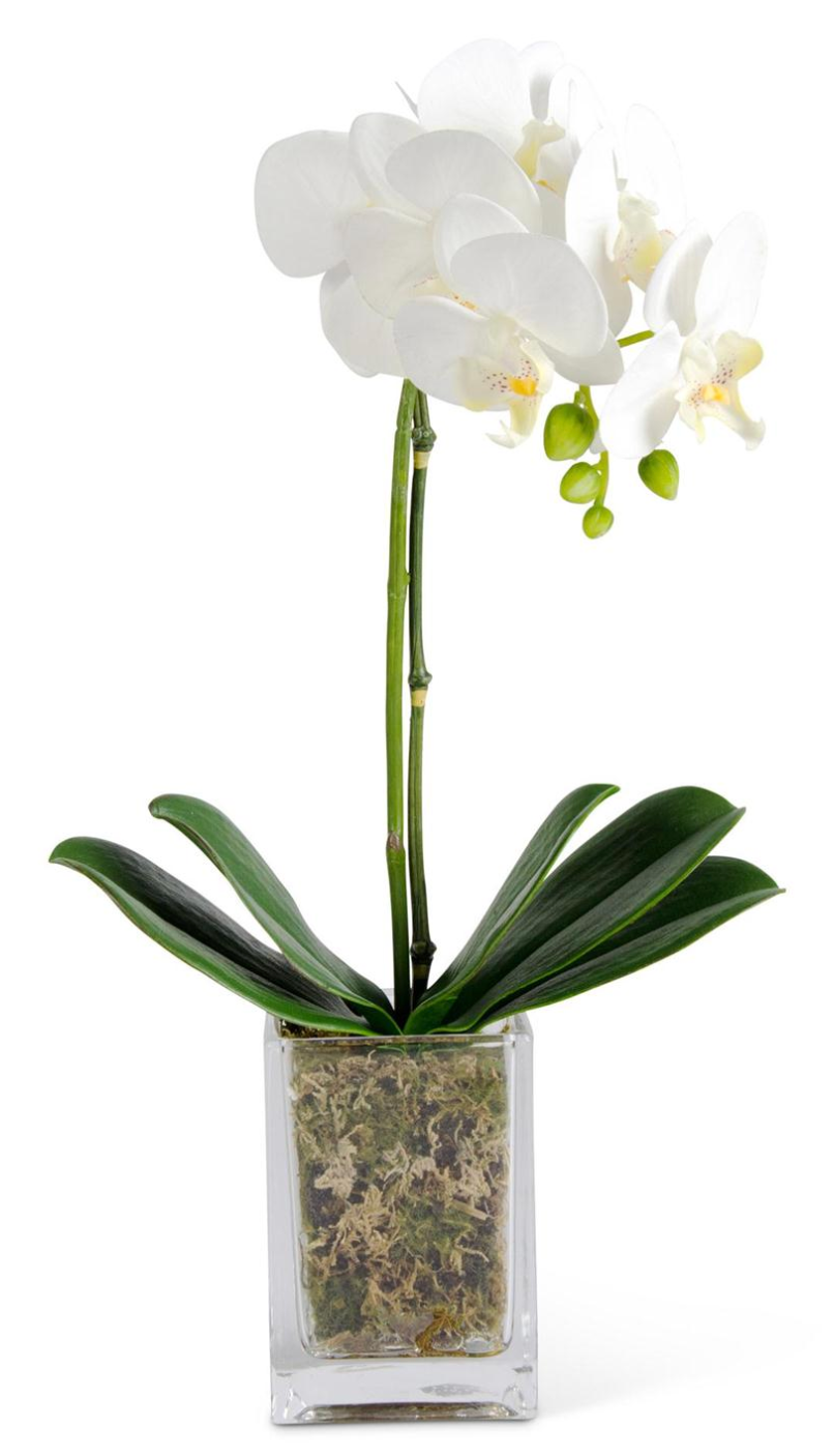 Signature White Orchid in Glass